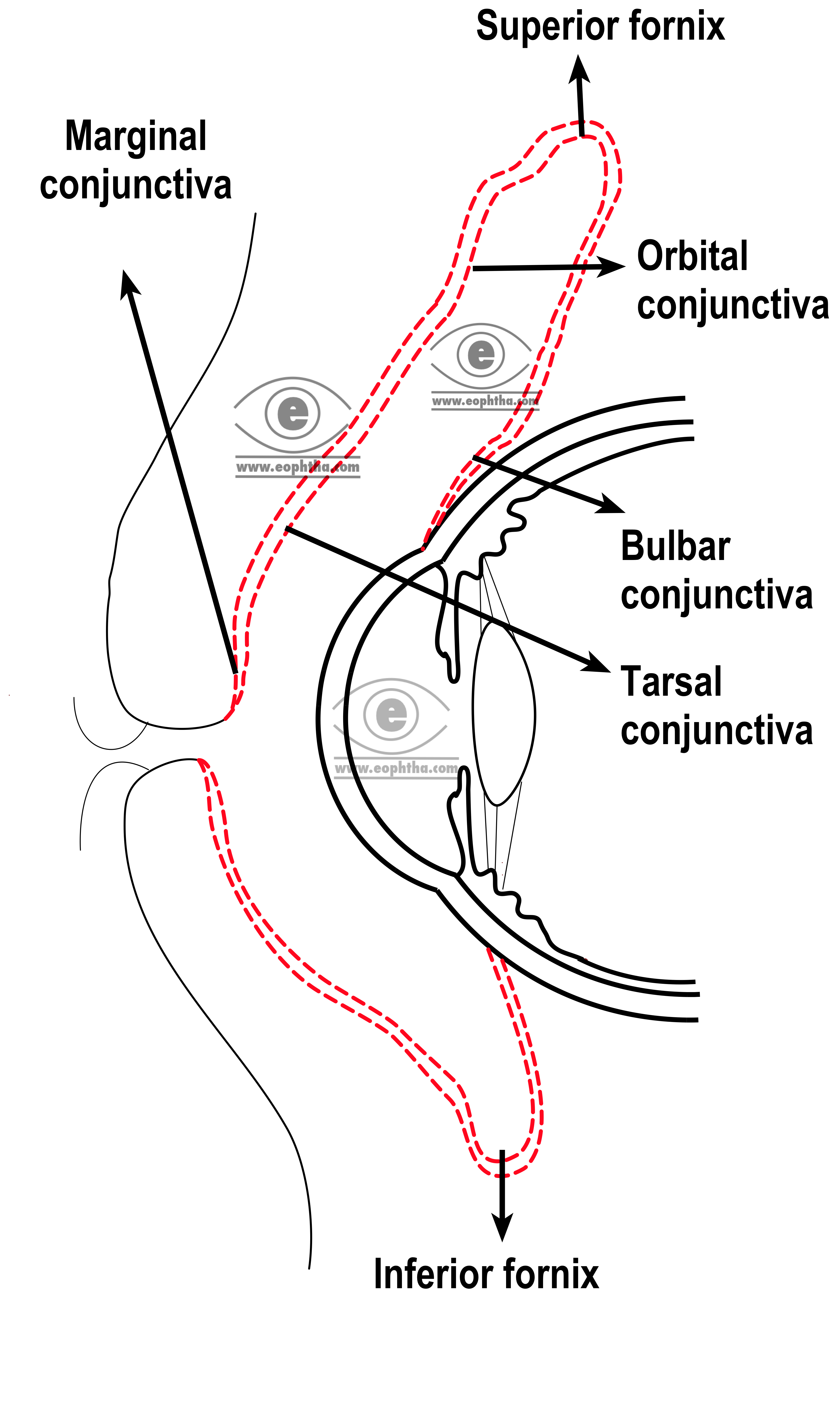 Anatomy Of Conjunctiva