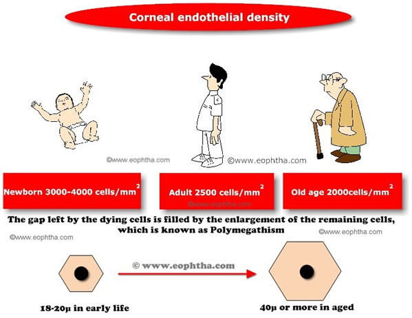 Corneal endothelium