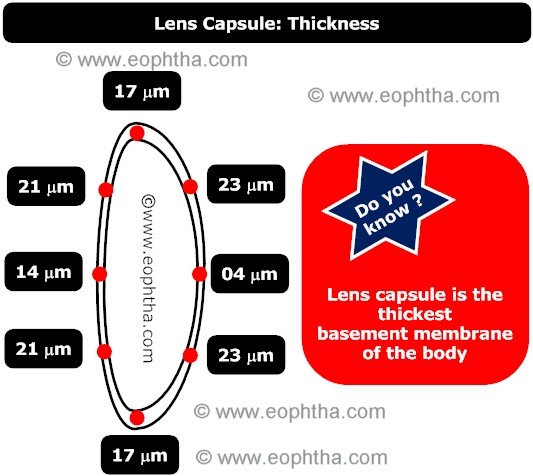 Lens capsule thickness