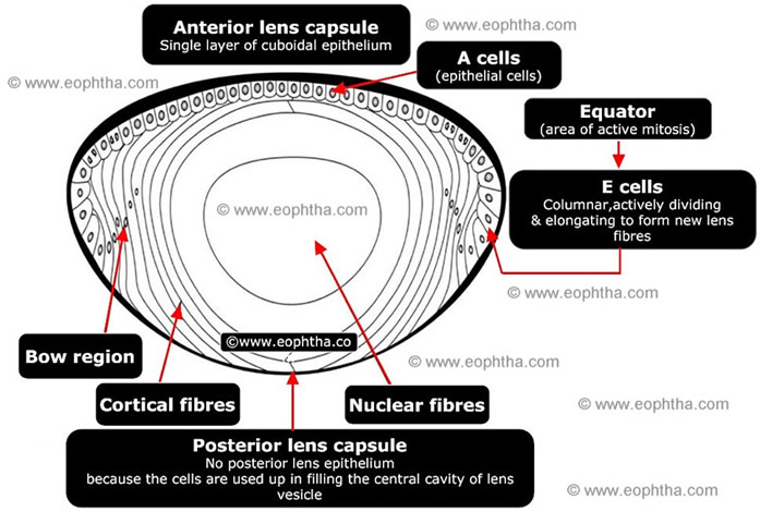 Marty Fielding Grappig statisch Anatomy of Lens