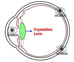 Marty Fielding Grappig statisch Anatomy of Lens