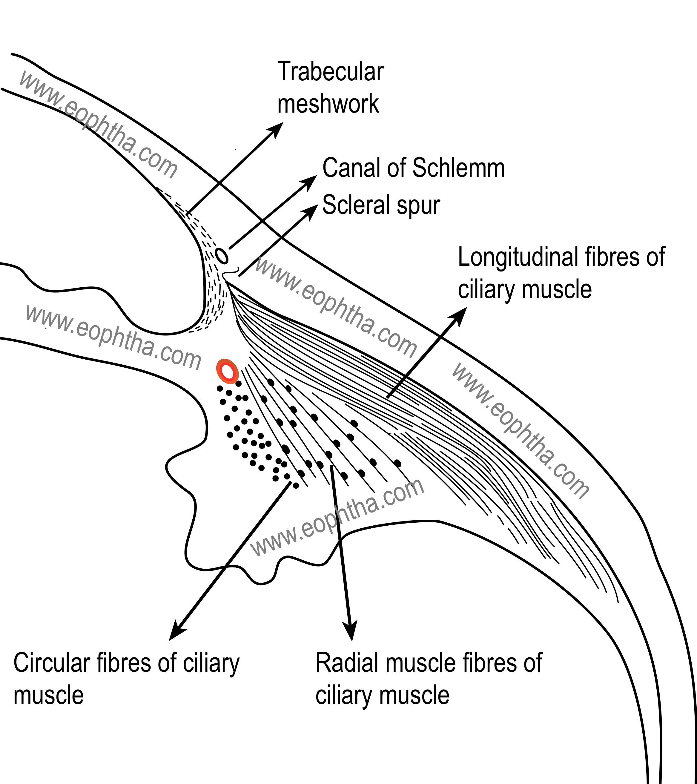 cilliarymuscles