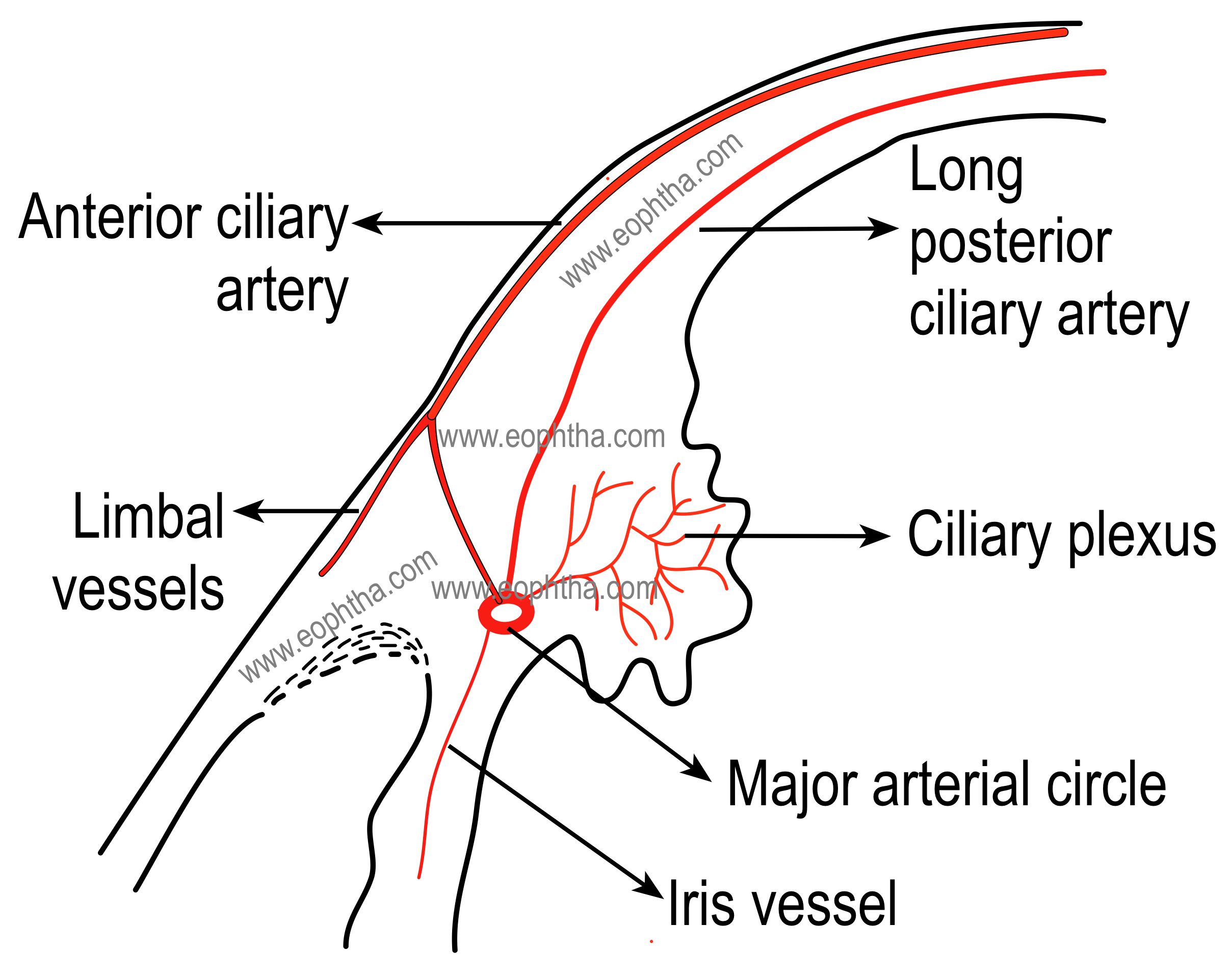 blood supply of choroid