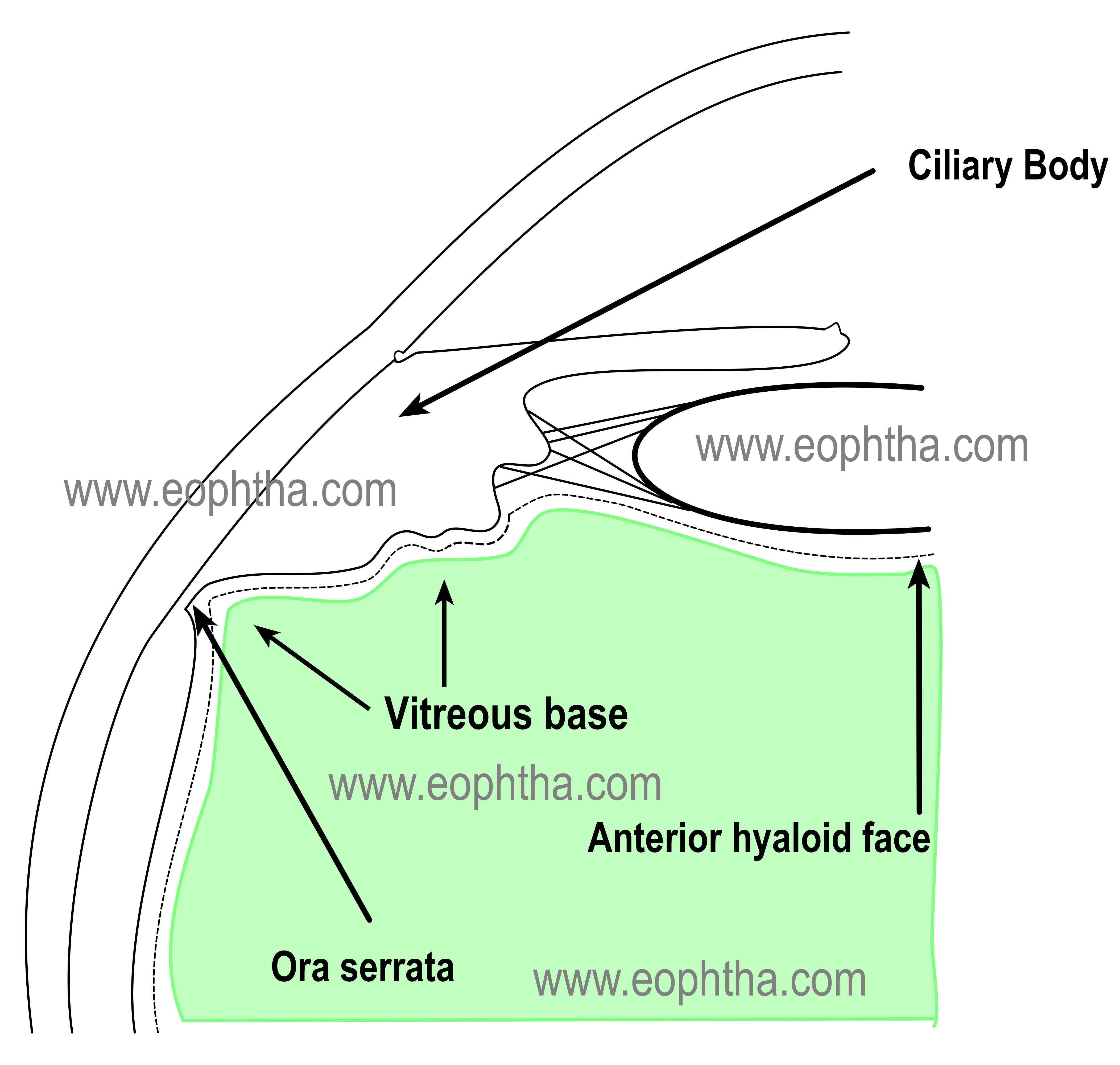 vitreous base