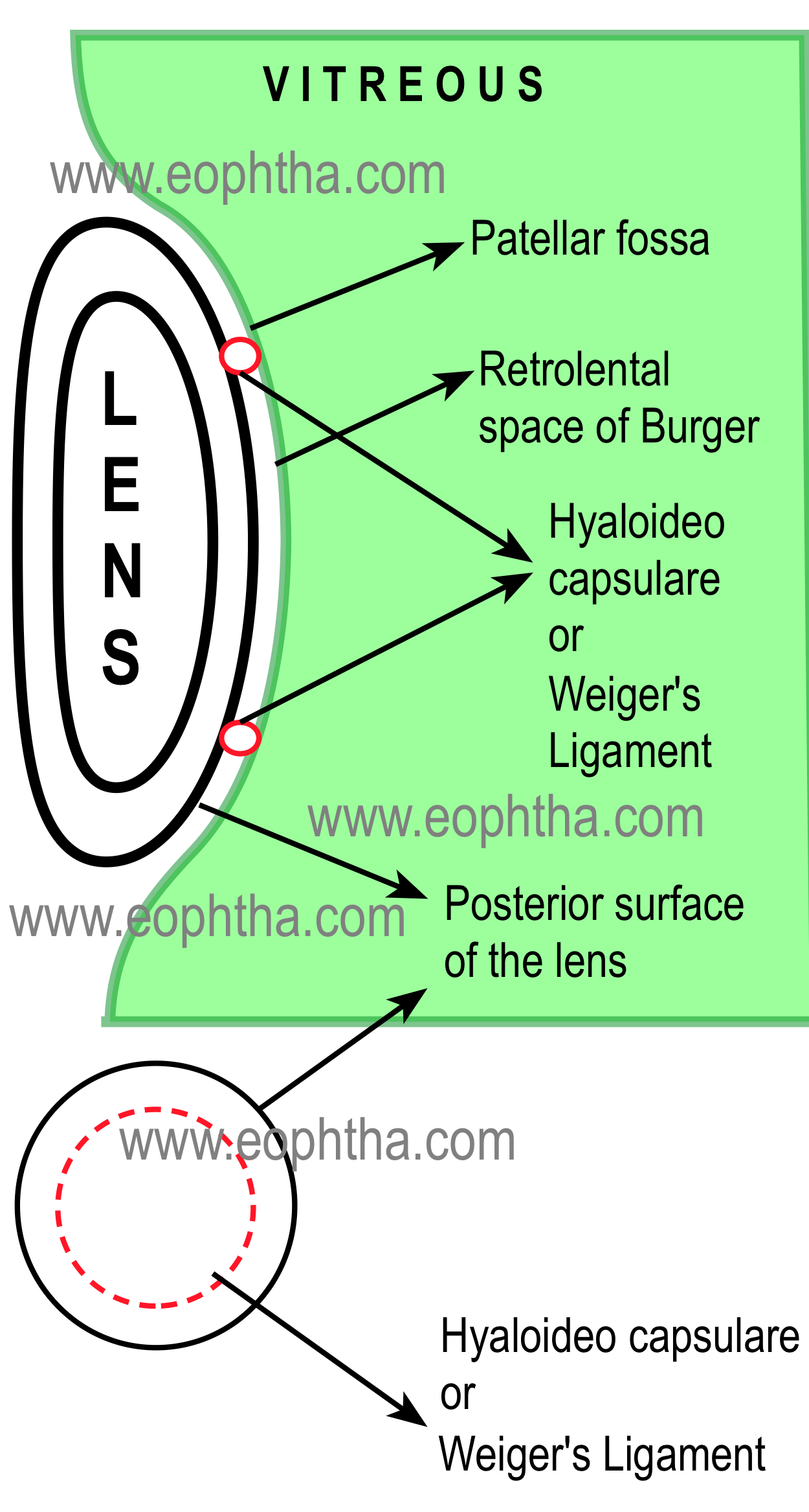 vitroeus and lens interface