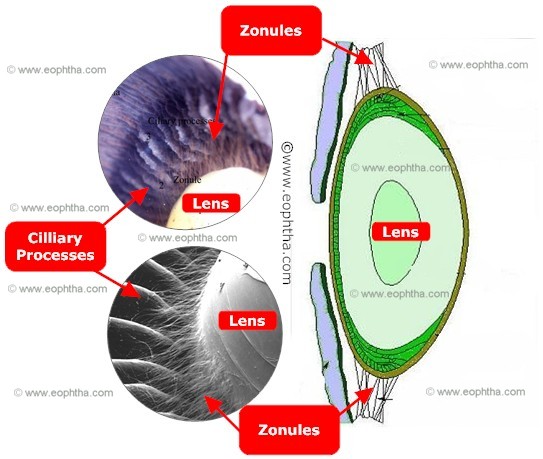 Zonules