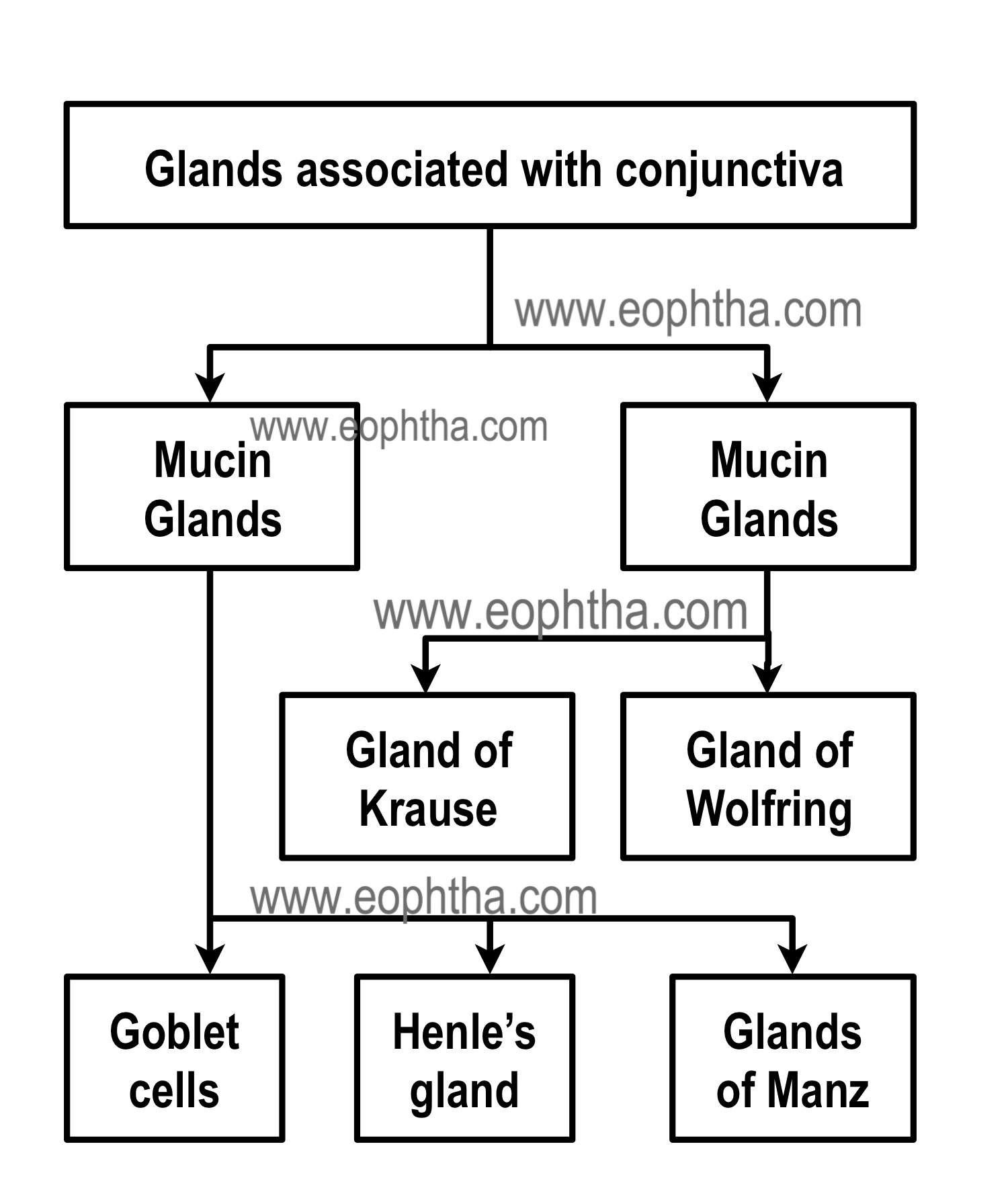 glands