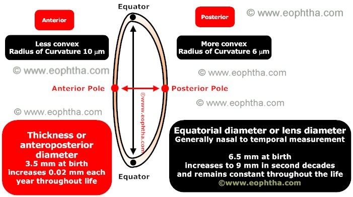 anatomy of lens