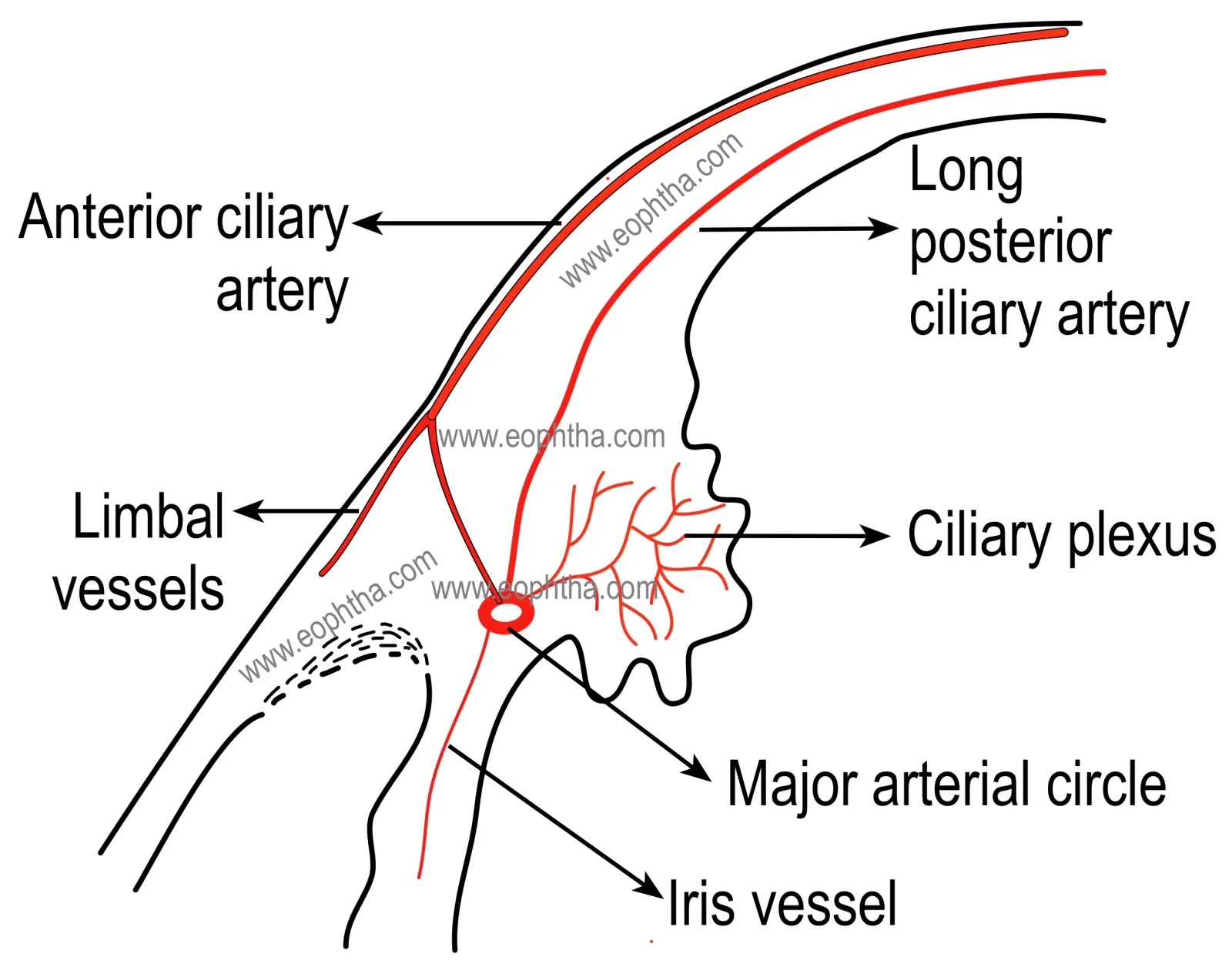 blood supply of choroid