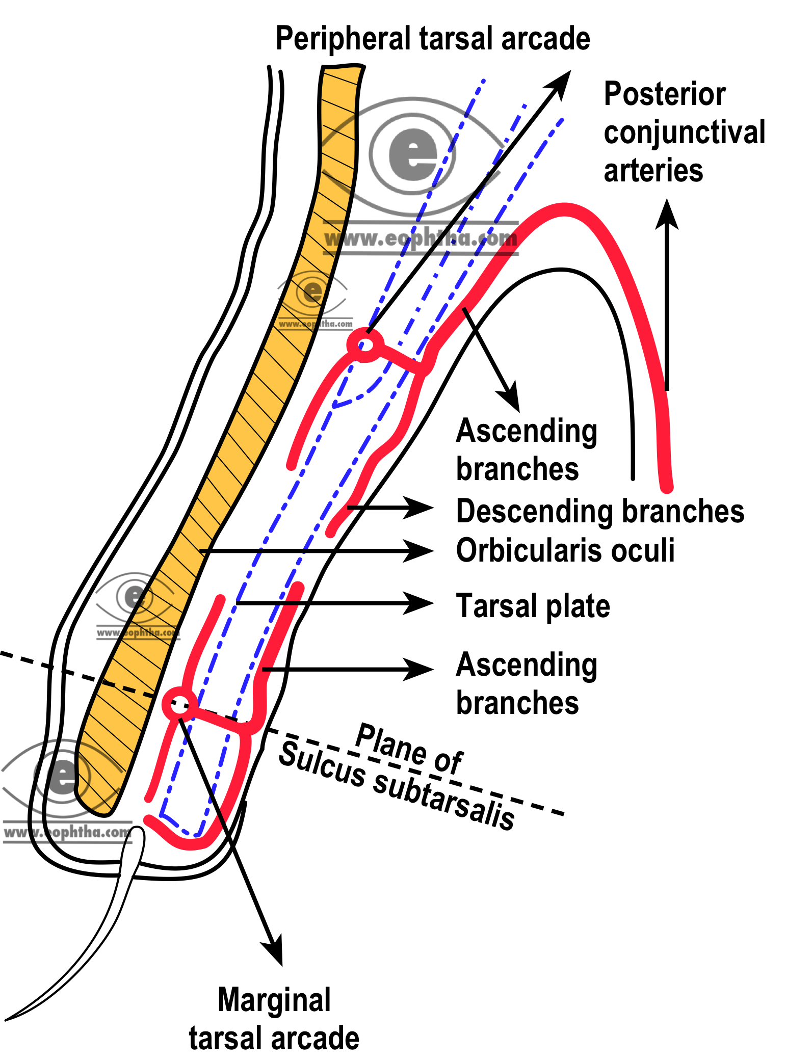 bloodsuply of conjunctiva2