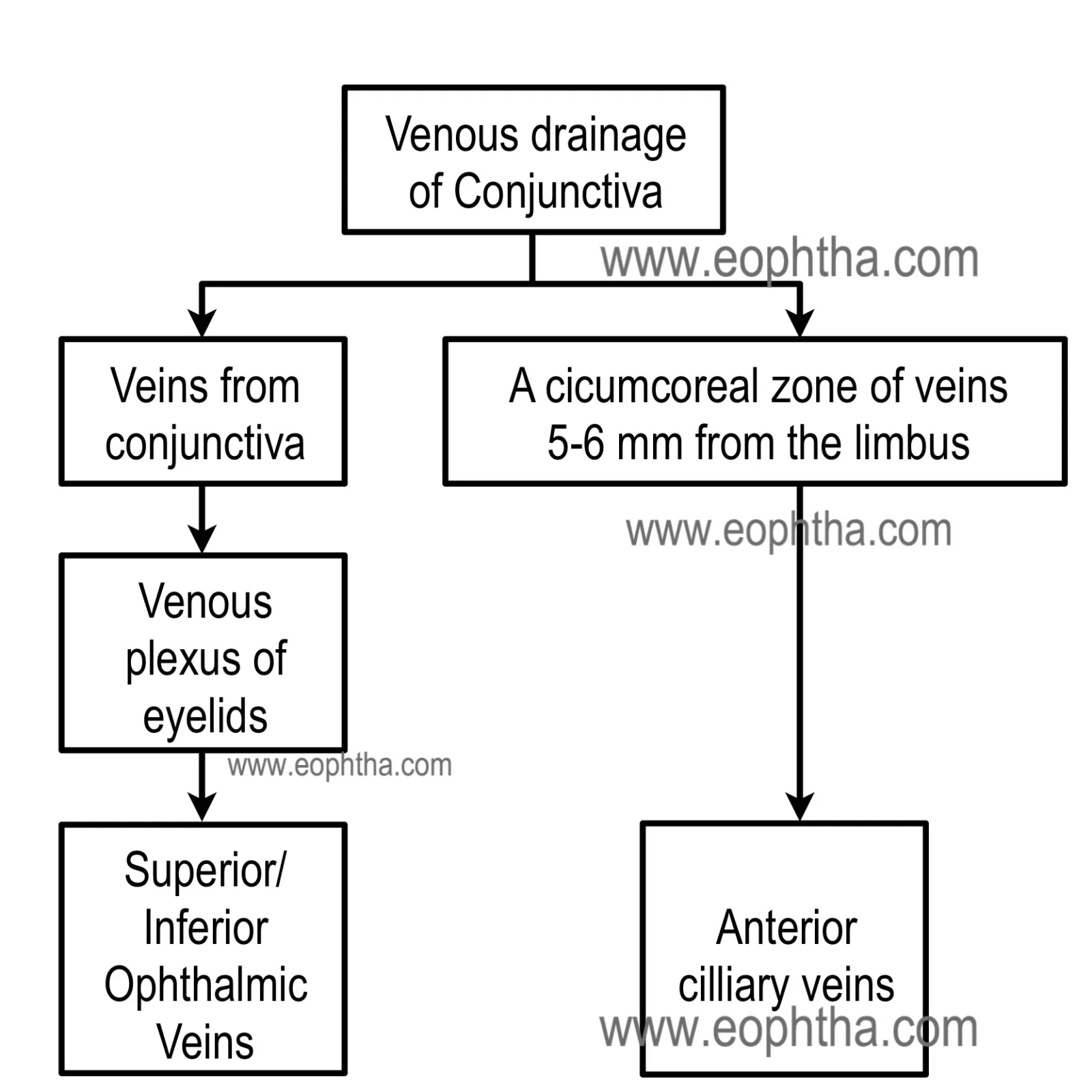 venous