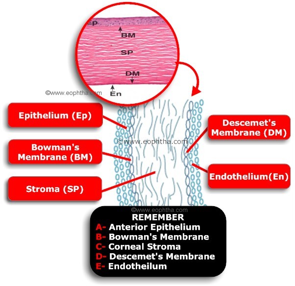 Layers of cornea