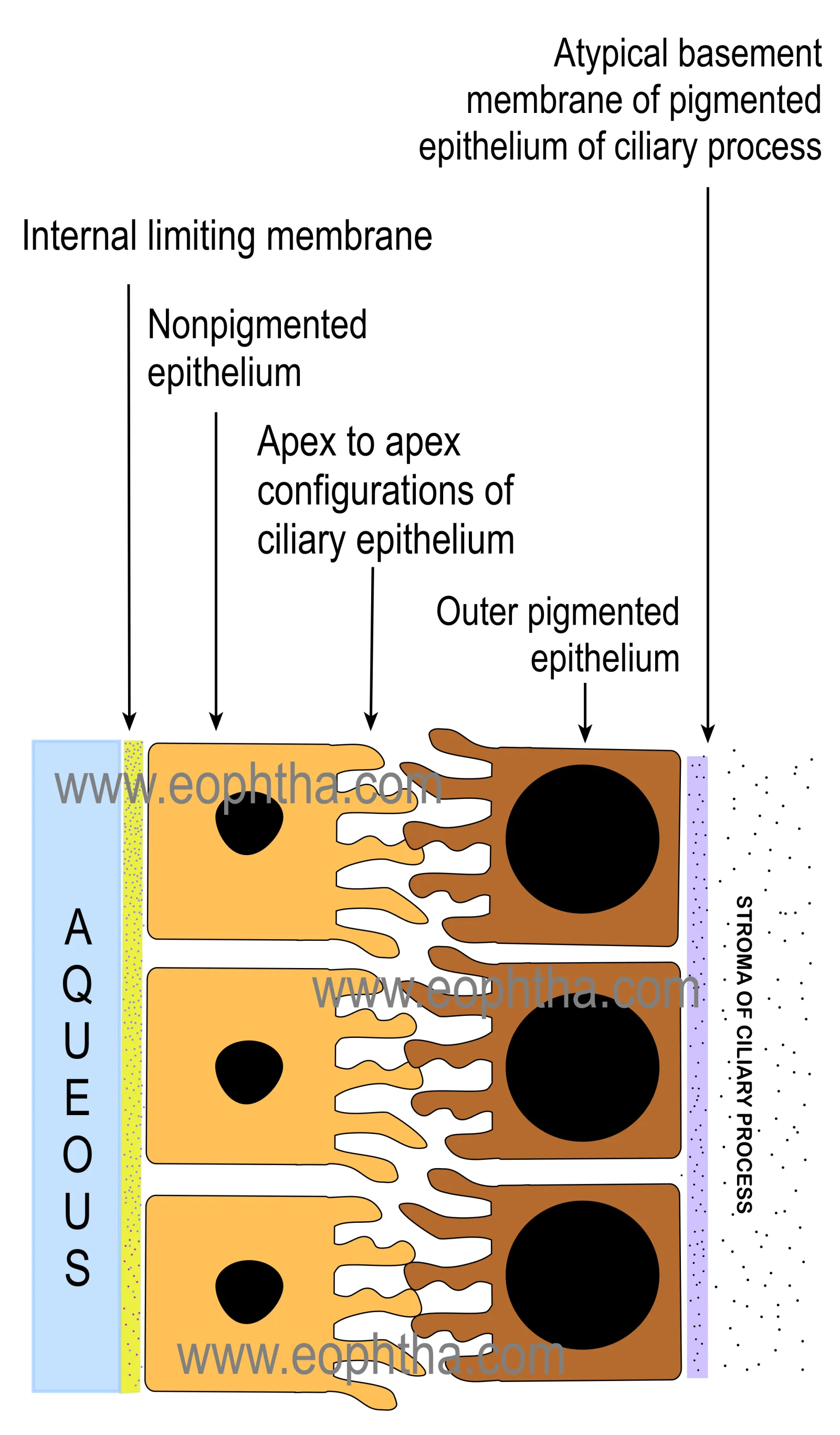 cilliary epithelium