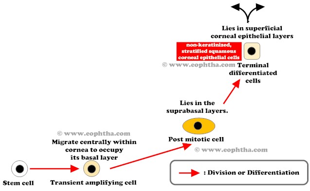 Stemcells division