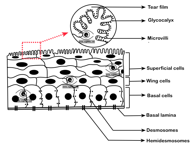 Epithelial layer of cornea
