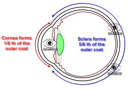 Coats of eyeball