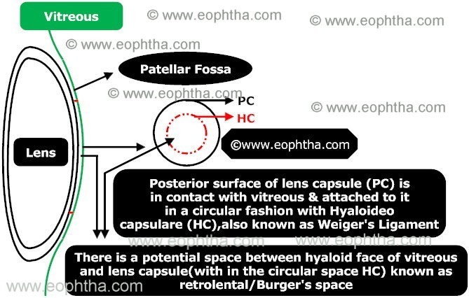anatomy of lens