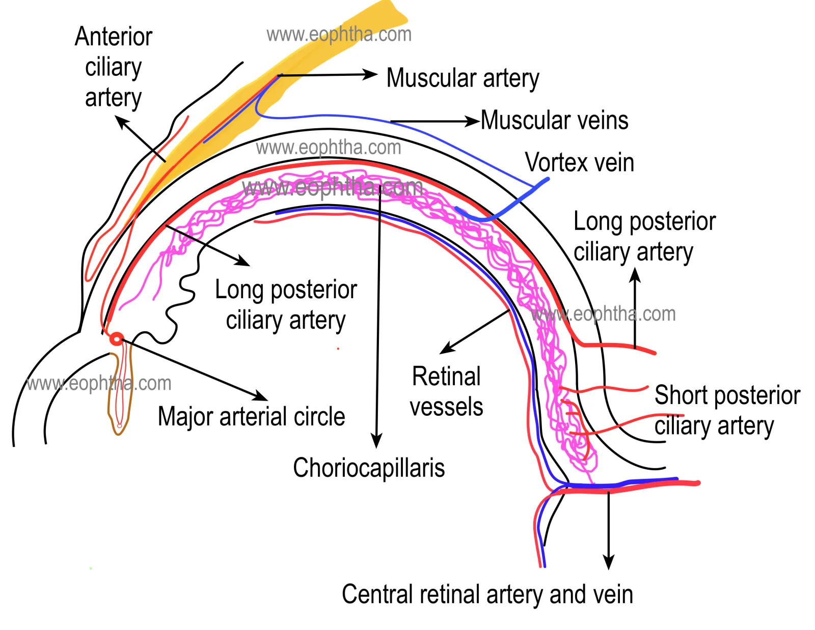 bloodsupply of choroid