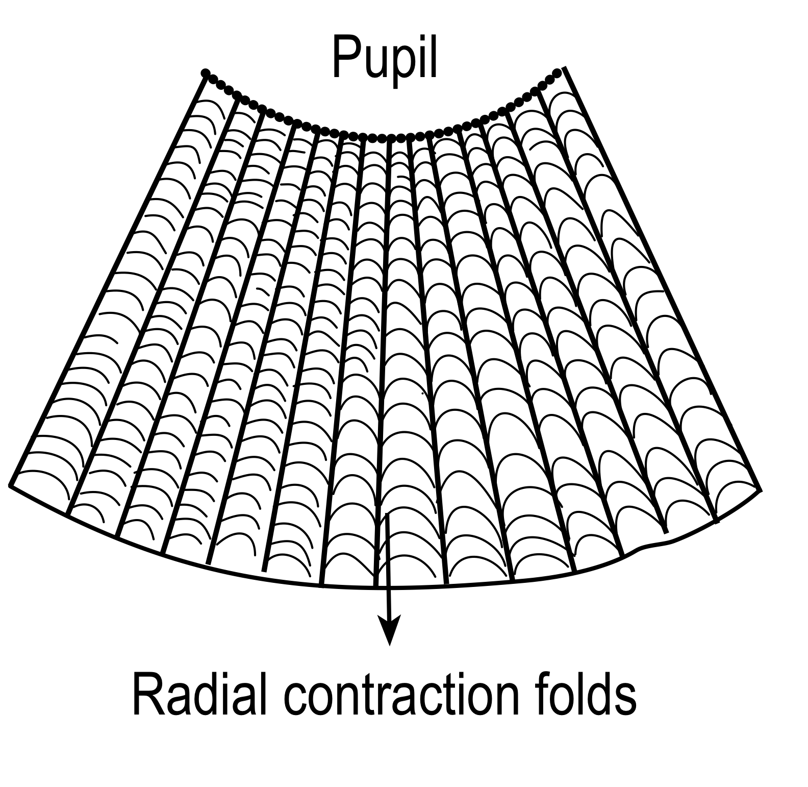 posterior surface of iris