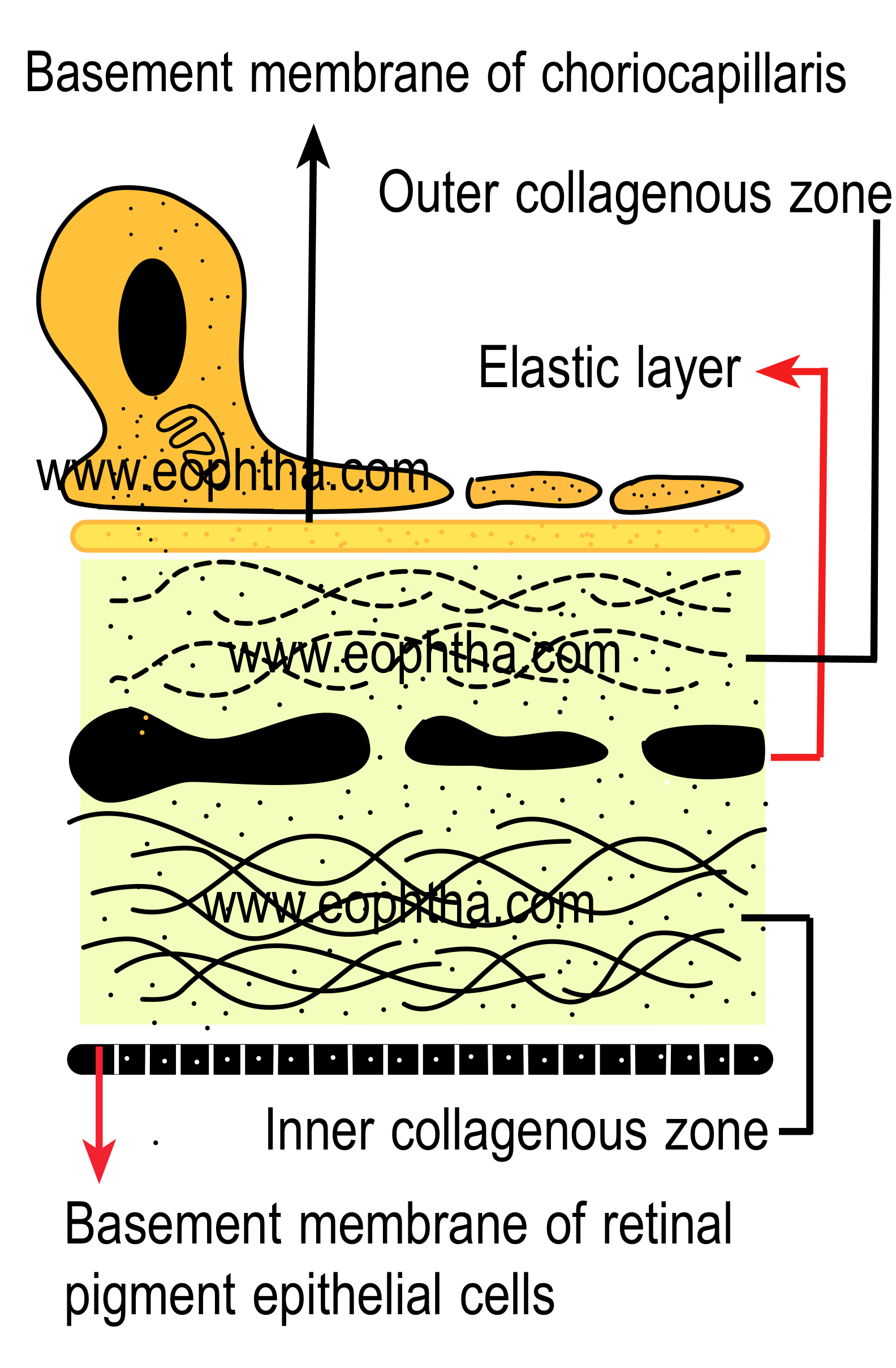 bruchs membrane