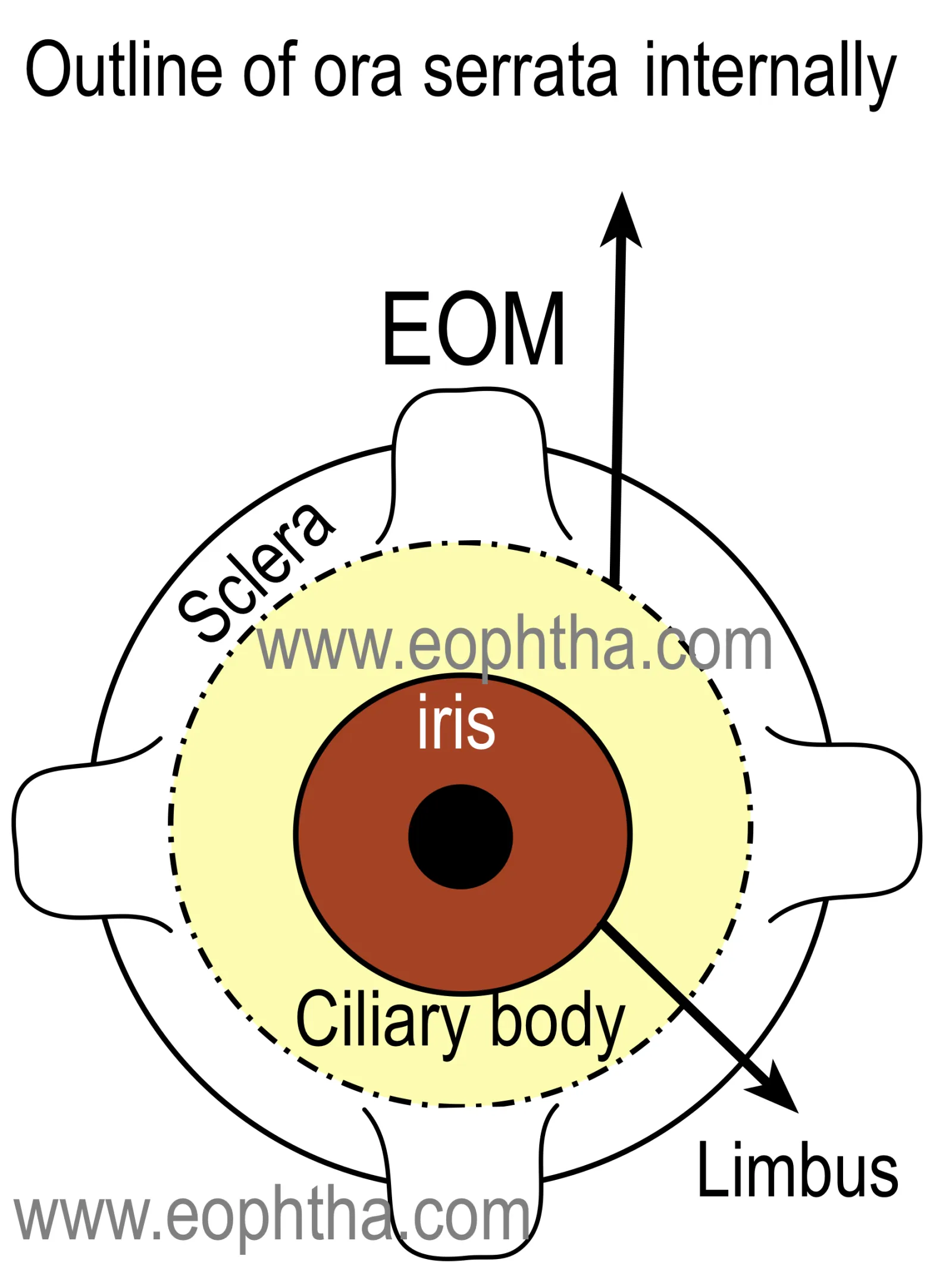 cilliarybody anatomy