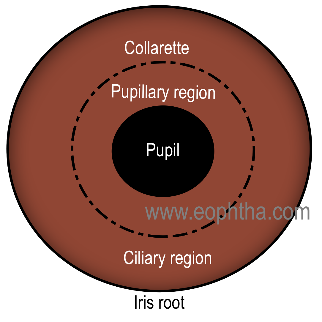 Iris anatomy