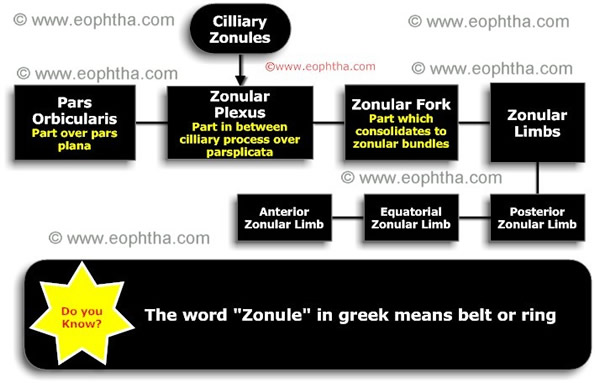 Zonules of lens