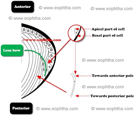 Lens fibres