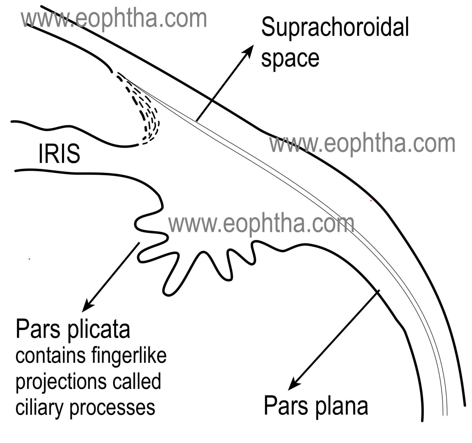 Parsplana
