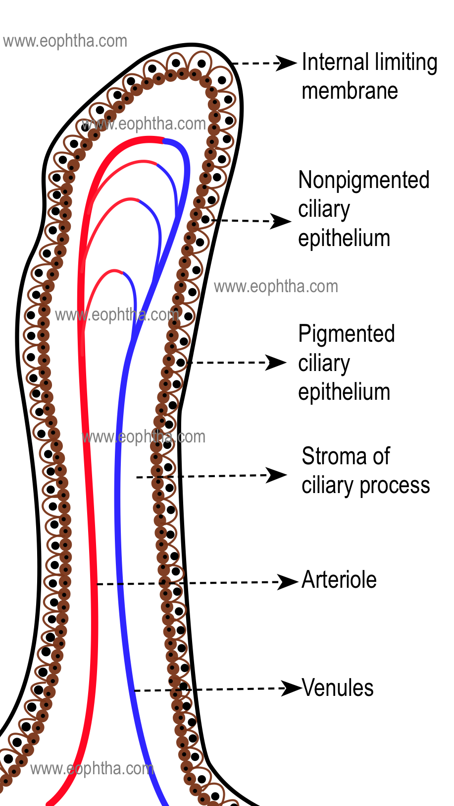 Cilliaryprocess