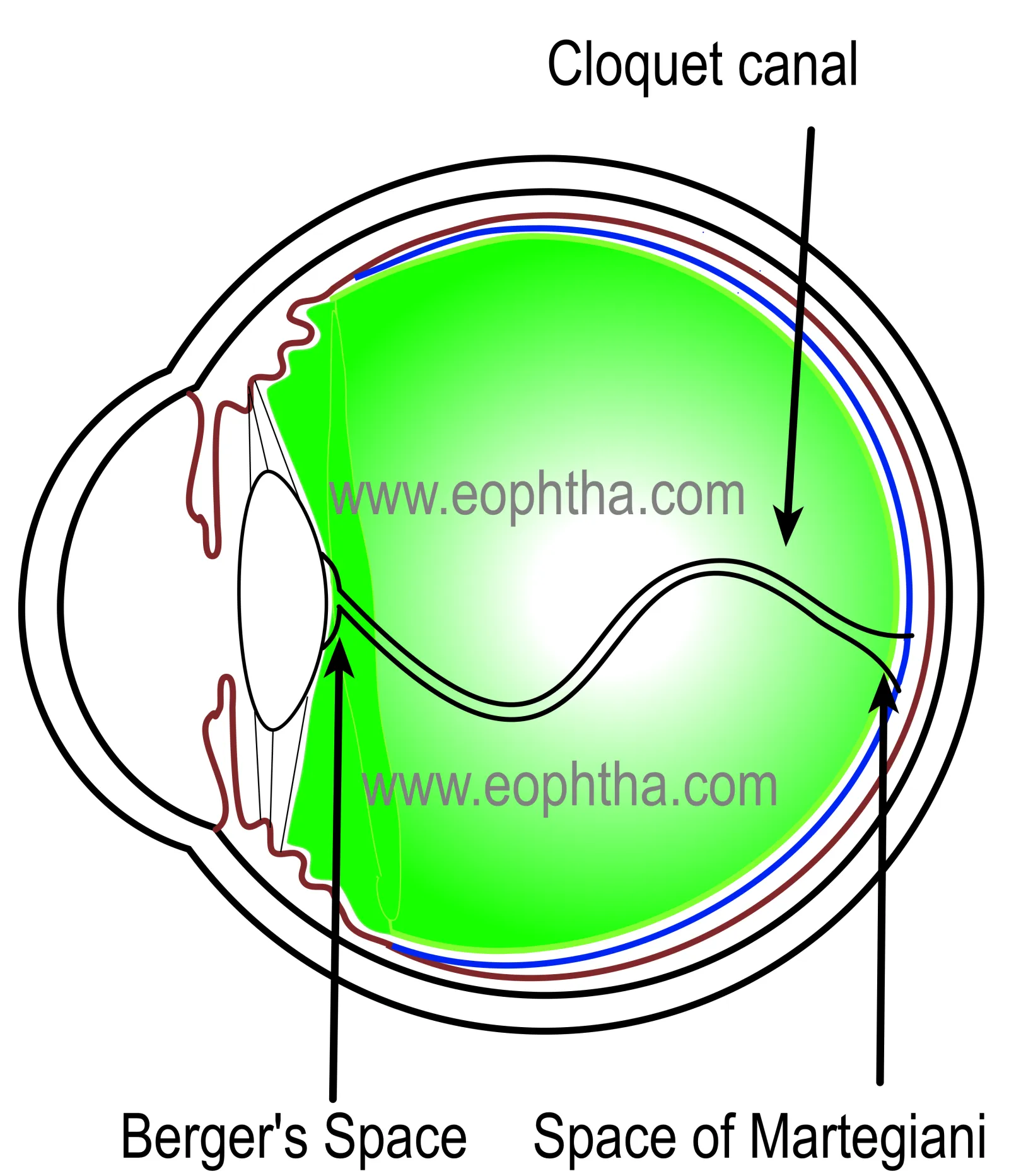 vitreous anatomy