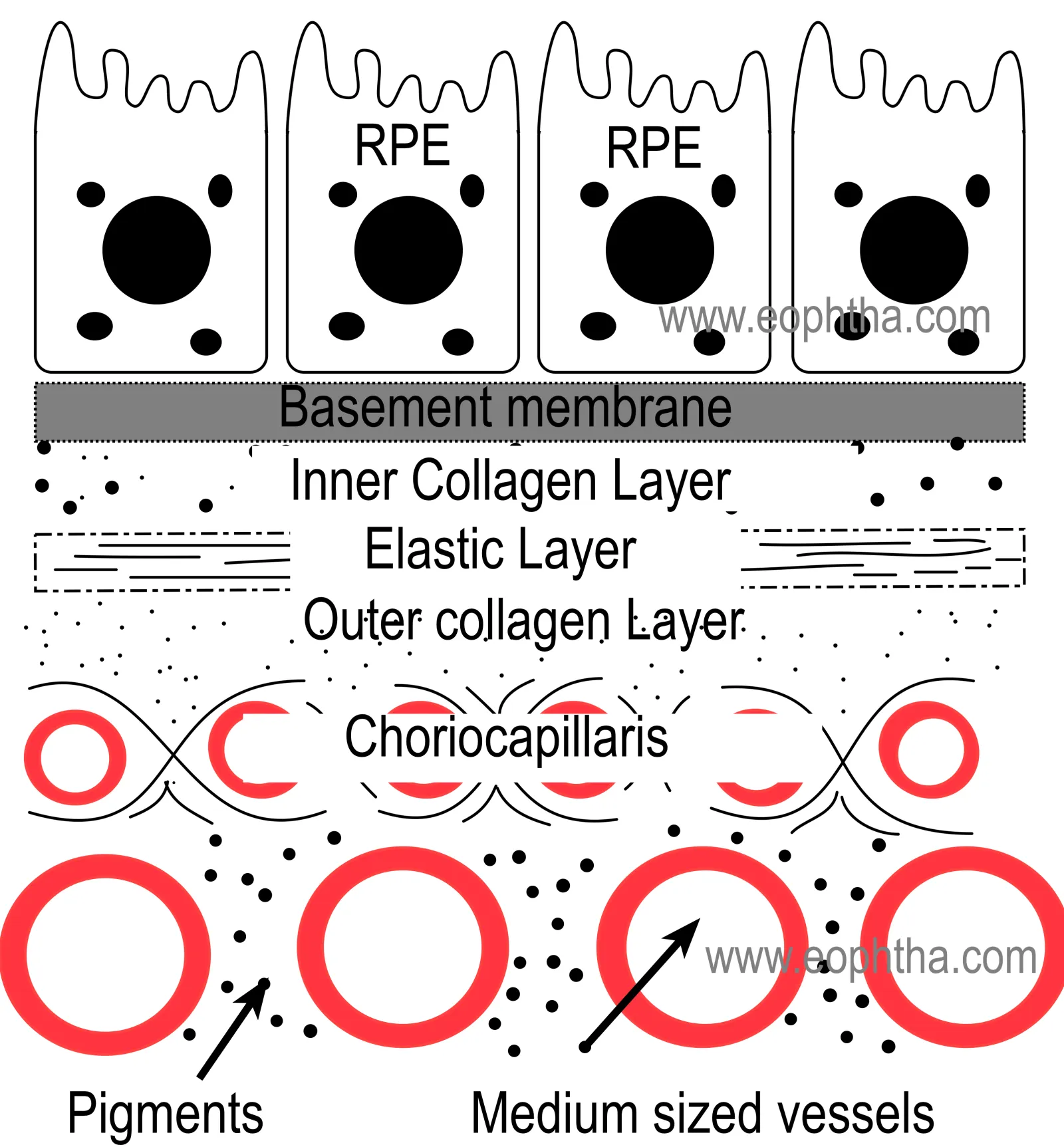 choroid