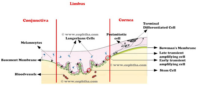 Limbal Stem Cells